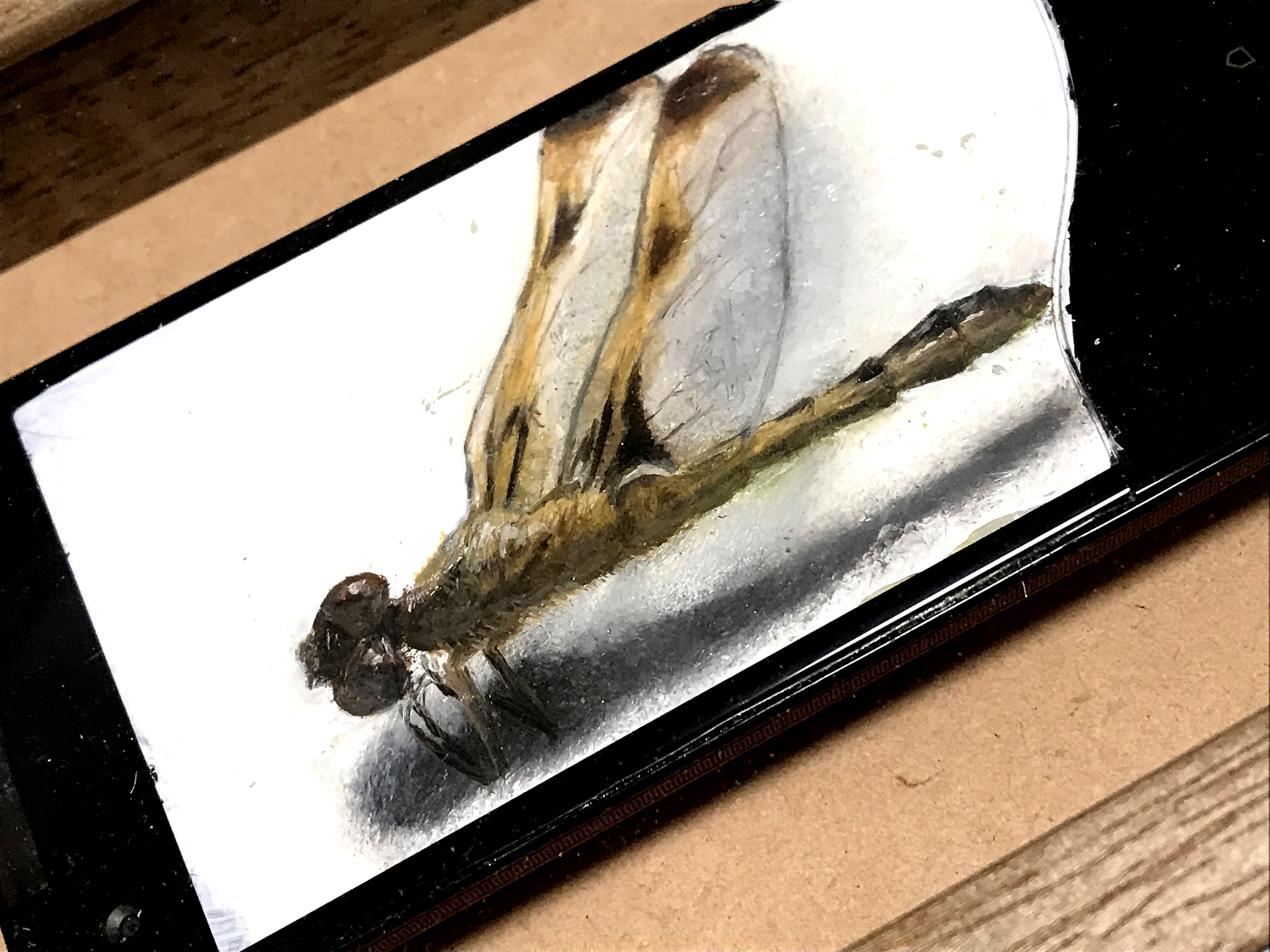 昆虫標本 #ベッコウトンボ by 小堺勝 - 絵画販売・購入・レンタル 昆虫標本 #ベッコウトンボ by 小堺勝 - 絵画販売・購入・レンタル