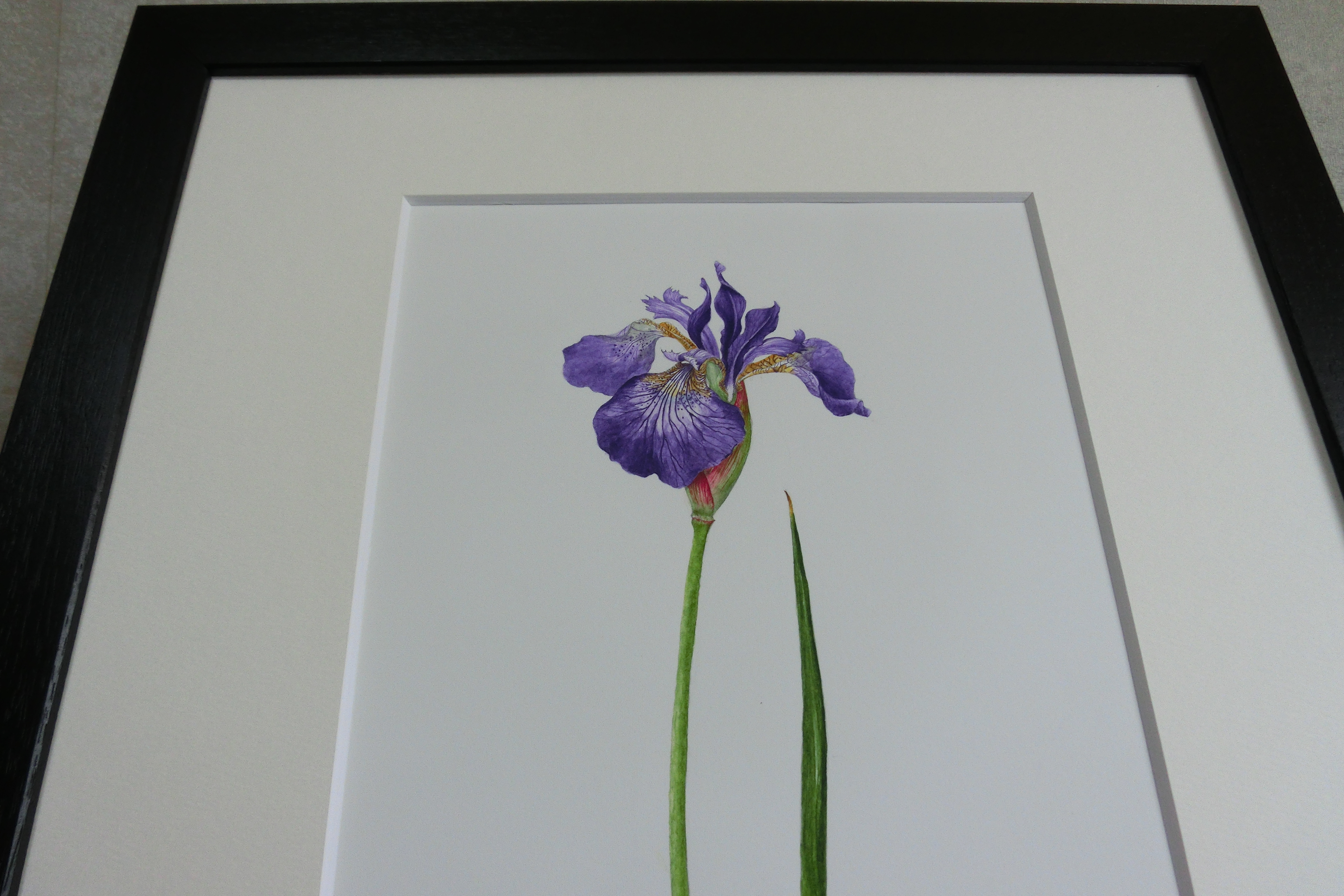 ボタニカルアート「アヤメ」 by まついあけみ - 絵画販売・購入