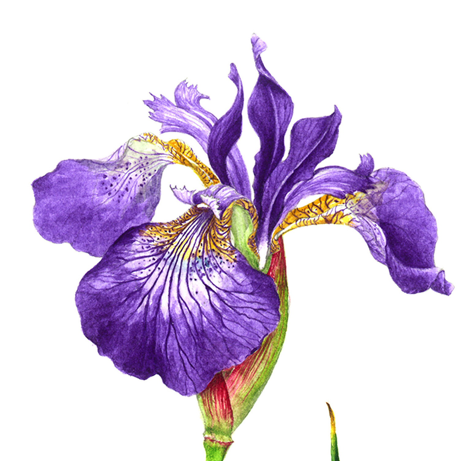 ボタニカルアート「アヤメ」 by まついあけみ - 絵画販売・購入