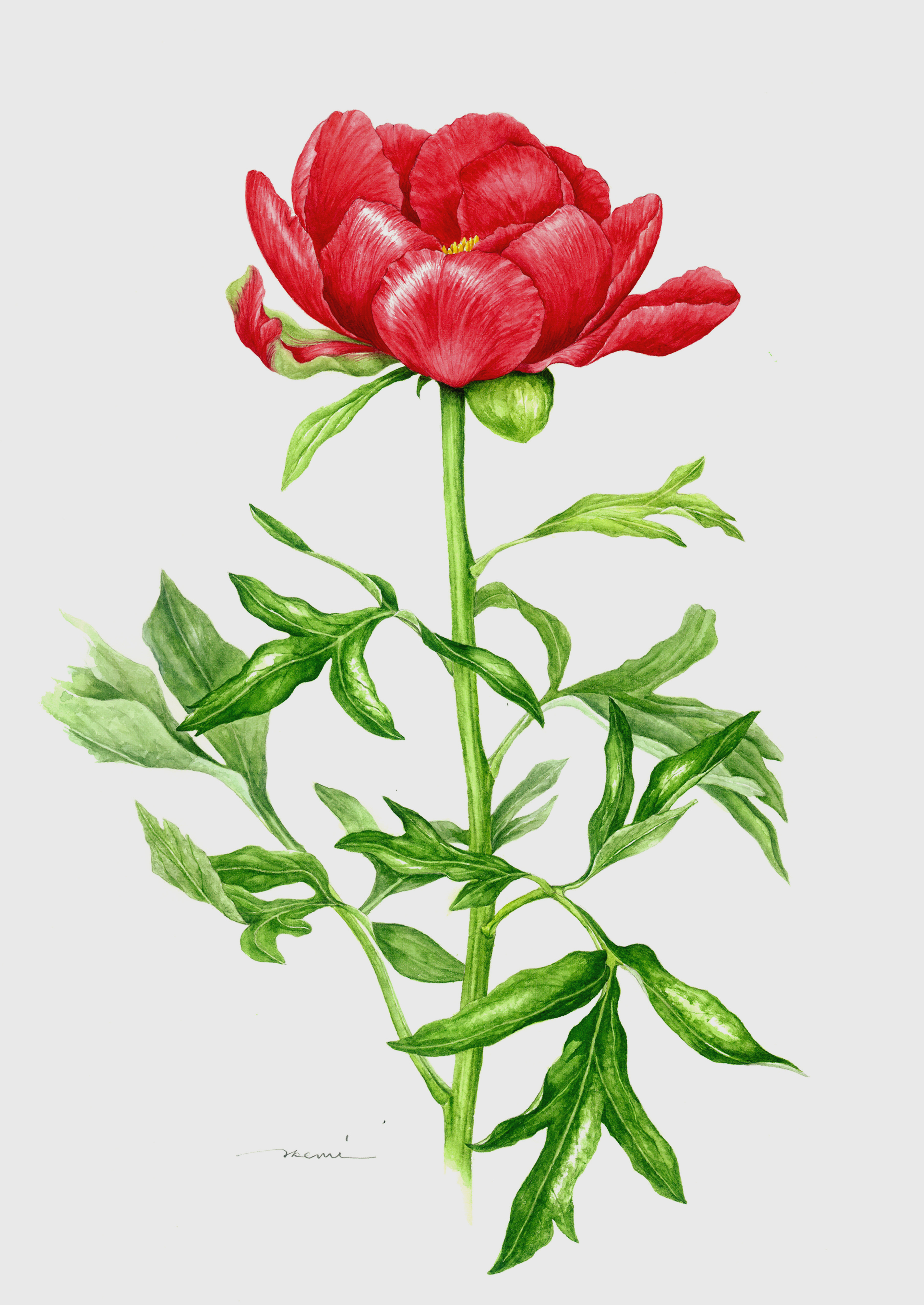 ボタニカルアート「変化朝顔 鏑葉」 by まついあけみ - 絵画販売