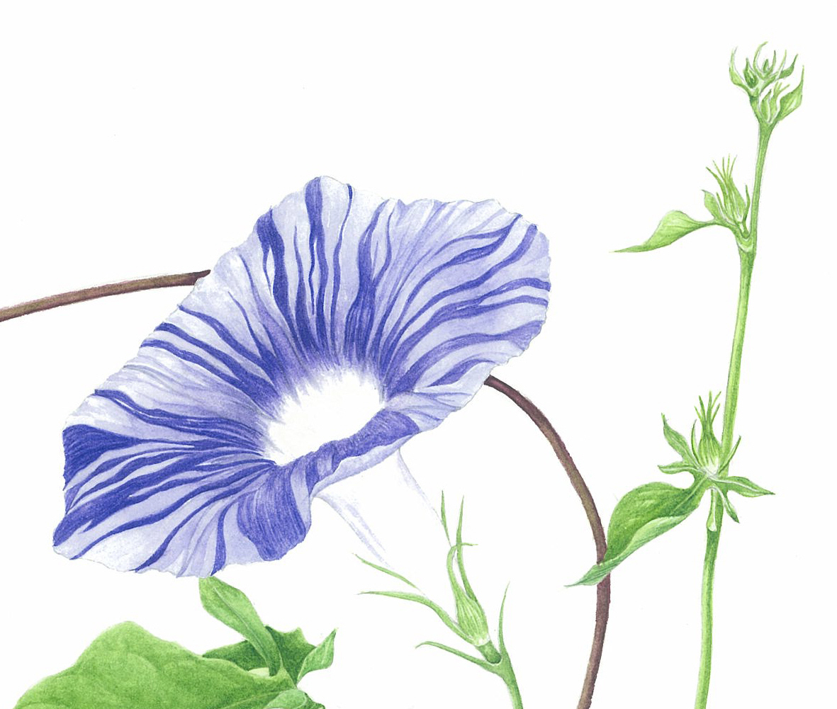 ボタニカルアート「変化朝顔 鏑葉」 by まついあけみ - 絵画販売・購入
