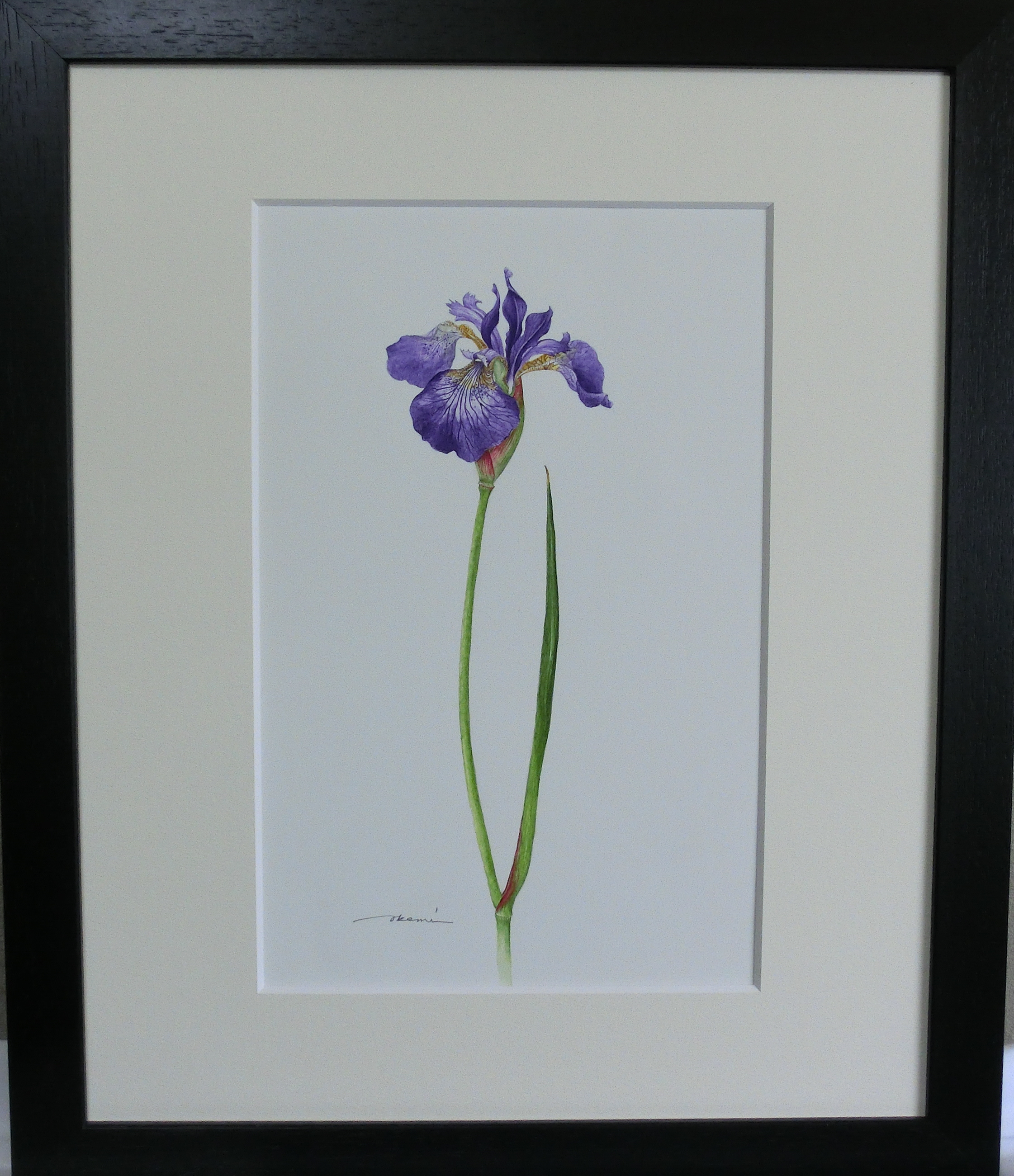 ボタニカルアート「アヤメ」 by まついあけみ - 絵画販売・購入