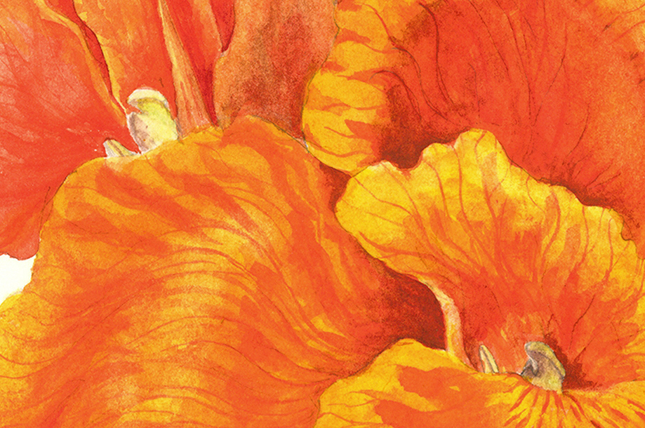 ボタニカルアート「カンナ」 by まついあけみ - 絵画販売・購入