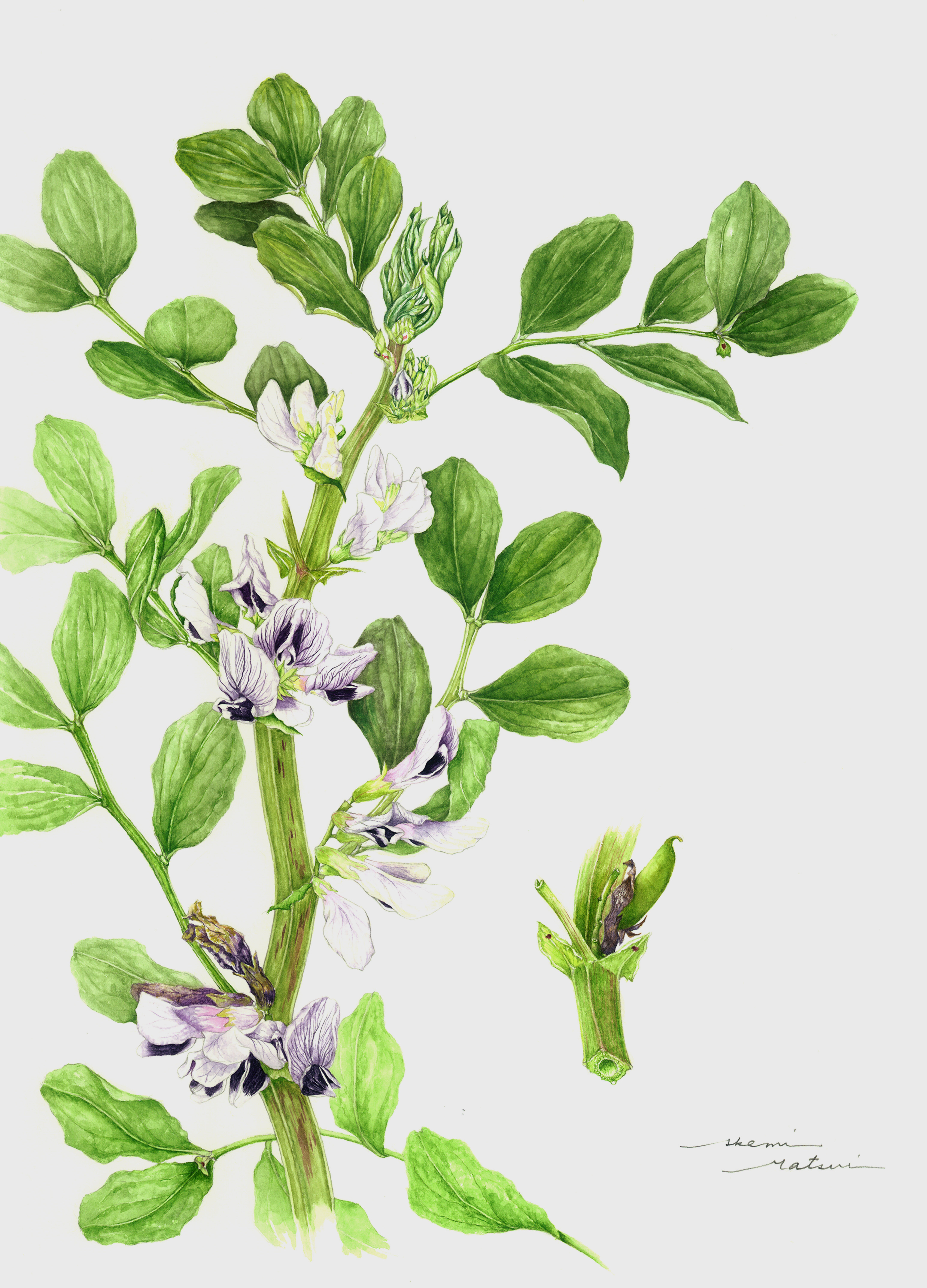 ボタニカルアート「ソラマメ」 by まついあけみ - 絵画販売・購入
