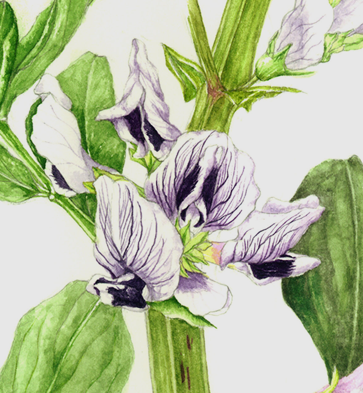 希少】初版 美品Flower Fairies 庭の花の妖精 洋書 古書 希少】初版 美